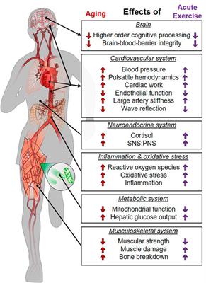 Frontiers | Exercise As An Aging Mimetic: A New Perspective On The ...